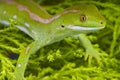 Northland green gecko / Naultinus grayii