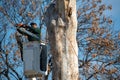 A tree trimmer worker from Artist tree service holds a chainsaw