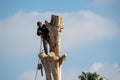 Northridge, California / USA - January 13, 2020: A tree trimmer worker from Artist tree service uses ropes and safety rigging to