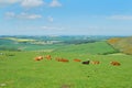 Northumberland cattle and landscape near Belford, Wooler