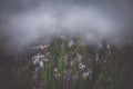 Northwest Misty Fjords Foggy Forest