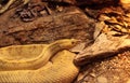 Northwest neotropical rattlesnake known as Crotalus culminatus