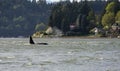 Northwest Orcas Royalty Free Stock Photo
