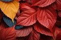 Northwest schools gold and crimson palette in autumn leafs detail Royalty Free Stock Photo