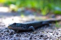 Northwestern Alligator Lizard on the Road Royalty Free Stock Photo