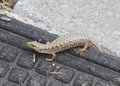 Northwestern Alligator Lizard of Southern BC