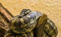 Northwestern carpet python coiled up on a branch in closeup, tropical snake specie from Australia