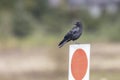 Northwestern crow bird Royalty Free Stock Photo