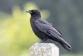 Northwestern crow bird Royalty Free Stock Photo