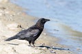 Northwestern crow Royalty Free Stock Photo