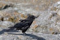 Northwestern Crow, Corvus caurinus, on rocks Royalty Free Stock Photo
