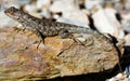 Northwestern Fence Lizard (Sceloporus occidentalis occidentalis), male, basking on a colorful rock. Royalty Free Stock Photo
