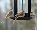 Chipping Sparrows at Feeder