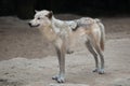 Northwestern wolf Canis lupus occidentalis Royalty Free Stock Photo