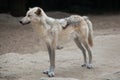 Northwestern wolf Canis lupus occidentalis