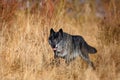 The northwestern wolf ,Canis lupus occidentalis, standing in the forest. The wolf Canis lupus, also known as the grey/gray or