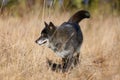 Northwestern wolf Canis lupus occidentalis standing on the meadow. The wolf Canis lupus, also known as the grey/gray or Royalty Free Stock Photo