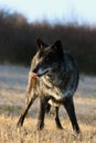 Northwestern wolf Canis lupus occidentalis standing on the meadow. The wolf Canis lupus, also known as the grey/gray or Royalty Free Stock Photo