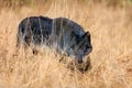 Northwestern wolf Canis lupus occidentalis standing on the meadow. The wolf Canis lupus, also known as the grey/gray or