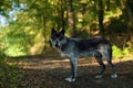 The northwestern wolf Canis lupus occidentalis standing on the road. The wolf Canis lupus, also known as the gray / gray or Royalty Free Stock Photo