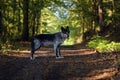 The northwestern wolf Canis lupus occidentalis standing on the road. The wolf Canis lupus, also known as the grey/gray or Royalty Free Stock Photo