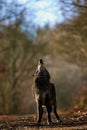 The northwestern wolf ,Canis lupus occidentalis, standing on the road. The wolf Canis lupus, also known as the grey/gray or Royalty Free Stock Photo