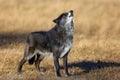 The northwestern wolf Canis lupus occidentalis standing on the road. The wolf Canis lupus, also known as the grey/gray or