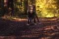 The northwestern wolf Canis lupus occidentalis standing on the road and looking directly into the lens in the evening light. The