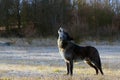 The northwestern wolf ,Canis lupus occidentalis, standing on the road. The wolf Canis lupus, also known as the grey/gray or Royalty Free Stock Photo