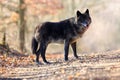 The northwestern wolf Canis lupus occidentalis standing on the road. The wolf Canis lupus, also known as the grey/gray or Royalty Free Stock Photo