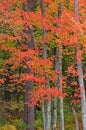 Northwoods Autumn Royalty Free Stock Photo