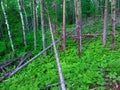 Northwoods Michigan Forest Landscape Royalty Free Stock Photo