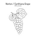 Norton or Cynthiana grape, Vitis aestivalis, branch with leaves and fruit