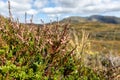 Norway autumn wild red flowers, green grass macro Royalty Free Stock Photo