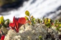 Norway bright autumn moss, grass blurred waterfall