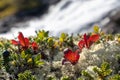 Norway bright autumn moss, grass blurred waterfall