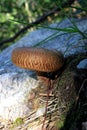 Norway close to Bergen, close up of little brown mushroom in green moss