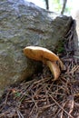 Norway close to Bergen, close up of little brown mushroom in green moss