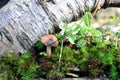 Norway close to Bergen, close up of little brown mushroom in green moss