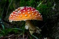 Norway close to Oslo, fly agaric with dark green grass in the background Royalty Free Stock Photo