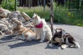 Norway cute husky dogs on rest