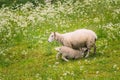 Norway. Domestic Mother Sheep Feeds Lambs With Breast Milk. Lambs Suck Sheep s Mother s Milk. Sheep And Lambs Feeding In Royalty Free Stock Photo