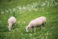 Norway. Domestic Sheep Grazing In Hilly Norwegian Pasture. Sheep Eating Fresh Spring Grass In Green Meadow. Sheep Royalty Free Stock Photo