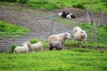 Norway farm sheep lambs Royalty Free Stock Photo