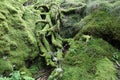 Norway green mossy forest background