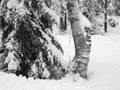 Frozen trees in the cold forest winter snow Royalty Free Stock Photo