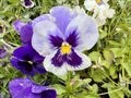 Beautiful purple pansy flowers blooming in Norway Royalty Free Stock Photo