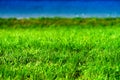 Norway lake beach grass background Royalty Free Stock Photo