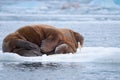 Landscape nature walrus on an ice floe of Spitsbergen Longyearbyen Svalbard arctic winter sunshine day