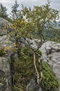 Norway, Lysefjord. The road to the Pulpit Rock- Prekestolen